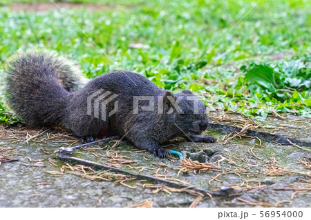 台湾のリス 56954000