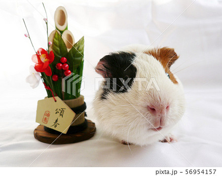 モルモットと門松 56954157
