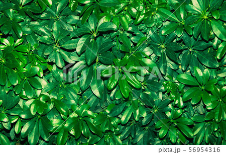 Tropical green leaves of clover on dark 56954316