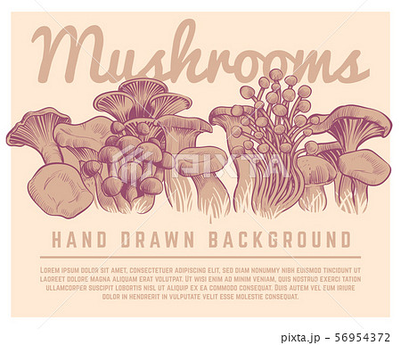 Hand drawn mushrooms background. Autumn gourmet truffles champignon oyster mushroom sketch vector Hand drawn mushrooms background. Autumn gourmet truffles champignon oyster mushroom sketch vector 56954372