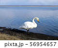 ウトナイ湖の白鳥 56954657