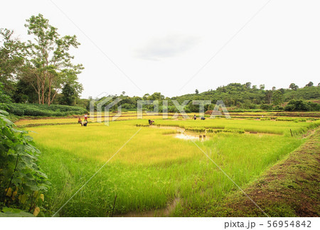 Green Terraced Rice Field in Pa Pong Pieng , 56954842