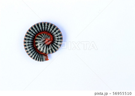 A brightly colored millipede 56955510