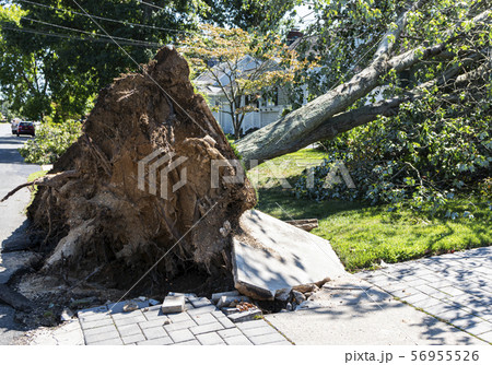 Driveway riped up when tree falls from storm 56955526