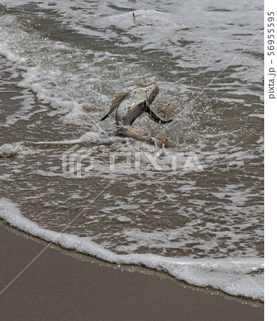 Sea Robin splashing on shore with fish hook still Sea Robin splashing on shore with fish hook still 56955595