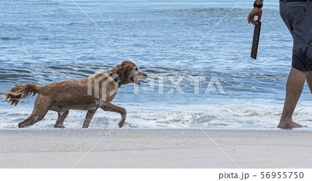 Golden retriever is ready to play fetch on a beach Golden retriever is ready to play fetch on a beach 56955750