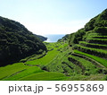 浜野浦の棚田夏 56955869