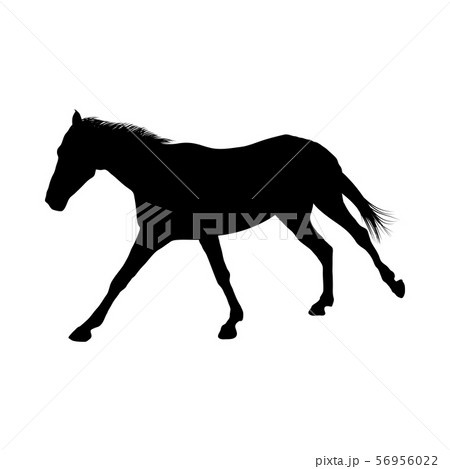 Horse Silhouette Horse Silhouette 56956022