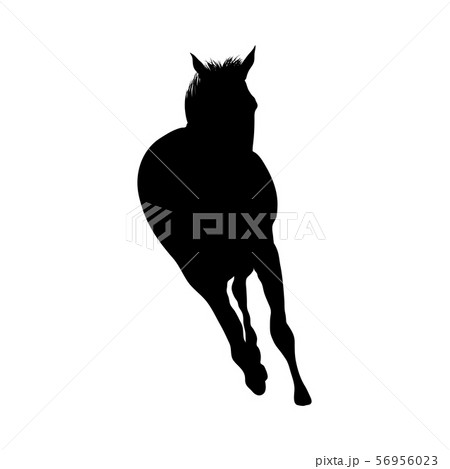 Horse Silhouette 56956023