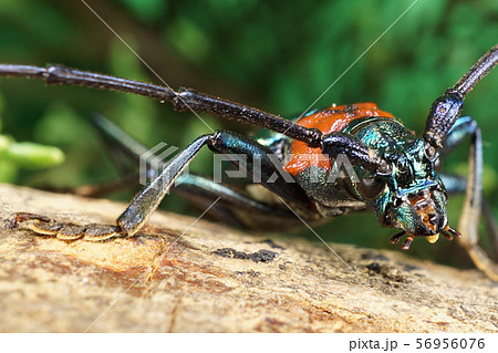 Macro anterior region of body caucasian beetle 56956076