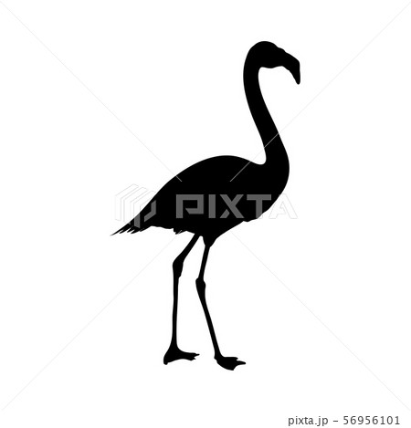Flamingo Silhouetteのイラスト素材 56956101 Pixta
