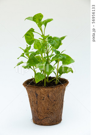 Watercress with Coconut coir fibre pot isolated on white background, Organic vegetables 56956133