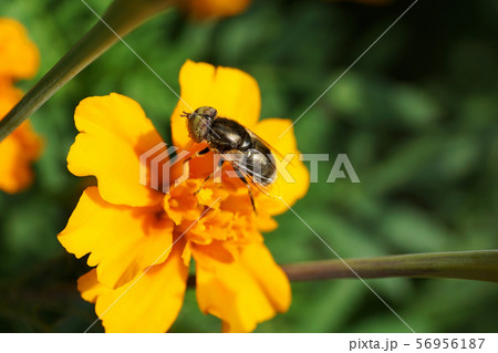 Close-up of a floral shiny caucasian flies 56956187