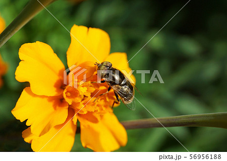 Close-up of inflorescence of yellow flower and fly Close-up of inflorescence of yellow flower and fly 56956188