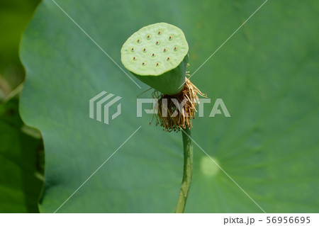 蓮の果托 56956695