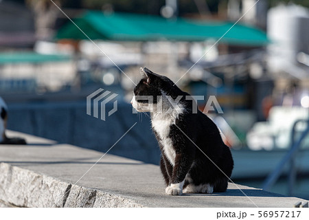 堤防の上の野良猫(白黒猫) 56957217