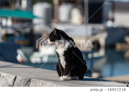 堤防の上の野良猫(白黒猫) 56957218