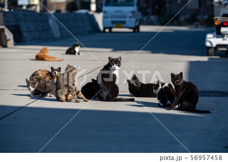 漁村の野良猫の群れ 56957458