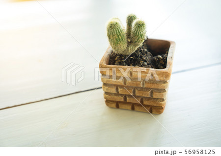 Cactus trees in pots on a wooden table Cactus trees in pots on a wooden table 56958125