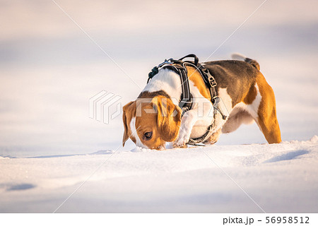 A Beagle dog on a field covered in snow. Sunset A Beagle dog on a field covered in snow. Sunset 56958512