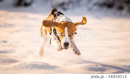 A Beagle dog running in a field in covered in A Beagle dog running in a field in covered in 56958513