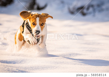 A Beagle dog running in a field in covered in A Beagle dog running in a field in covered in 56958514