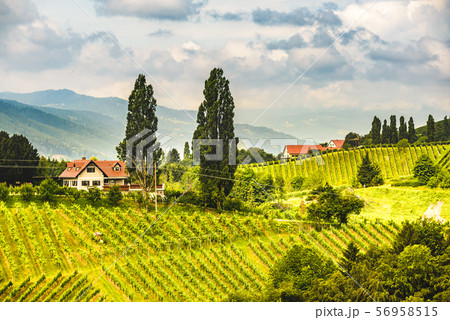 Austria, Slovenia Vineyards Sulztal area south Austria, Slovenia Vineyards Sulztal area south 56958515