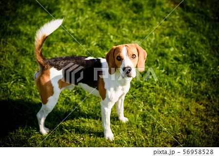 Beagle dog on a grass in park garden outdoors Beagle dog on a grass in park garden outdoors 56958528