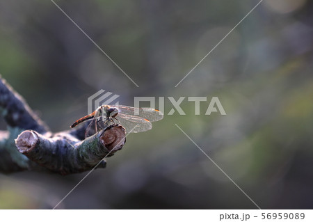 枝の折れ具合を確認中 56959089