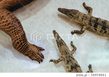 The dead crocodiles hang to decorate on the wall for beauty in the Vietnamese souvenir shop. The dead crocodiles hang to decorate on the wall for beauty in the Vietnamese souvenir shop. 56959661