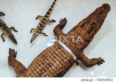 The dead crocodiles hang to decorate on the wall for beauty in the Vietnamese souvenir shop. The dead crocodiles hang to decorate on the wall for beauty in the Vietnamese souvenir shop. 56959662