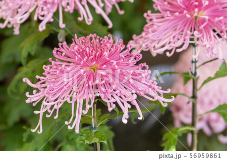 ピンクの菊 管物 ピンクの菊 管物 56959861