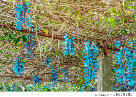 Beautiful blue purple of Tiger claw flowers 56959880