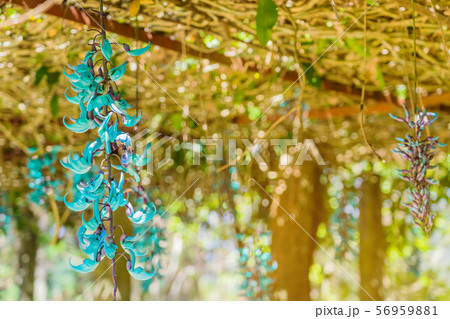 Beautiful blue purple of Tiger claw flowers  56959881