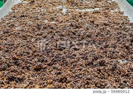 Luwak coffee, unclean coffee beans, Kopi luwak is coffee that includes part-digested coffee cherries eaten and defecated by the Asian palm civet Luwak coffee, unclean coffee beans, Kopi luwak is coffee that includes part-digested coffee cherries eaten and defecated by the Asian palm civet 56960012