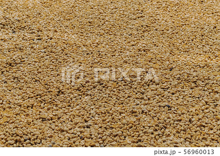 Luwak coffee, unclean coffee beans, Kopi luwak is coffee that includes part-digested coffee cherries eaten and defecated by the Asian palm civet Luwak coffee, unclean coffee beans, Kopi luwak is coffee that includes part-digested coffee cherries eaten and defecated by the Asian palm civet 56960013