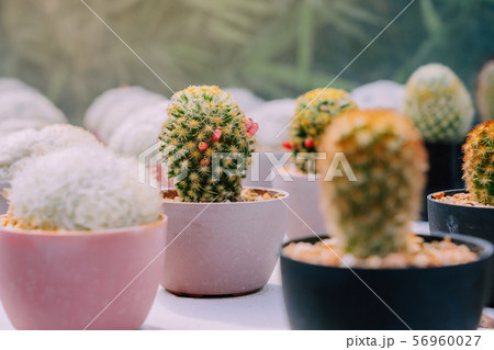 Variety of Small cactus and succulent plants in various pots to decorate in coffee shops 56960027