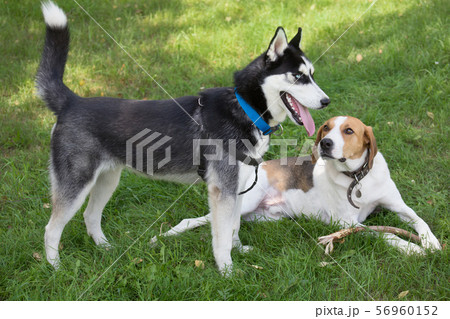 Siberian husky and russian hound on green meadow. 56960152