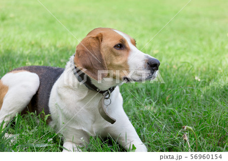 Russian hound is lying on green green in the park. 56960154