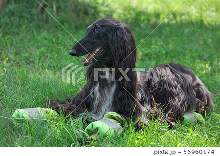 Cute afghan hound is lying on a green meadow. 56960174