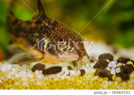 Leopard corydoras aquarium fish Leopard corydoras aquarium fish 56960502