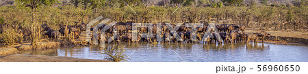 African buffalo in Kruger National park, South African buffalo in Kruger National park, South 56960650