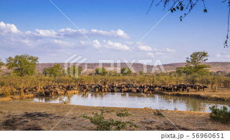 African buffalo in Kruger National park, South African buffalo in Kruger National park, South 56960651