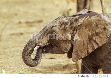 African bush elephant in Kruger National park, 56960663