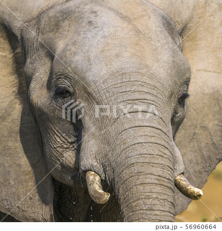 African bush elephant in Kruger National park, African bush elephant in Kruger National park, 56960664
