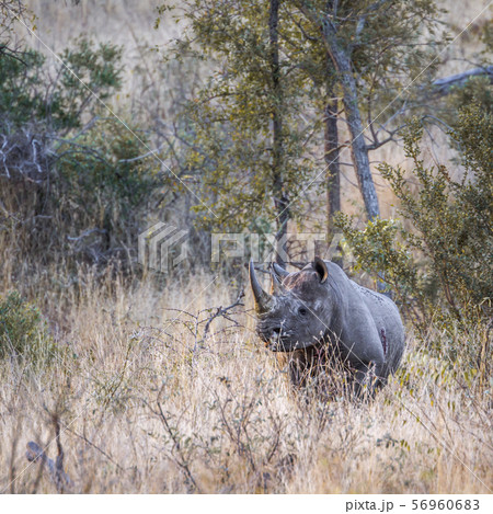 Black rhinoceros in Kruger National park, South Black rhinoceros in Kruger National park, South 56960683