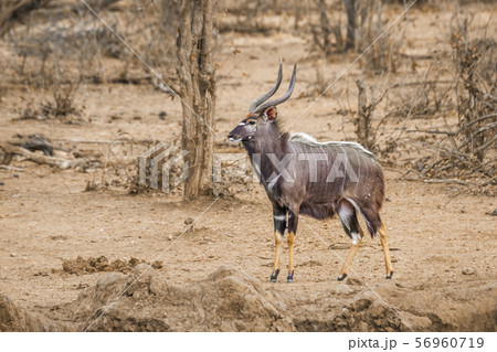 Nyala in Kruger National park, South Africa Nyala in Kruger National park, South Africa 56960719