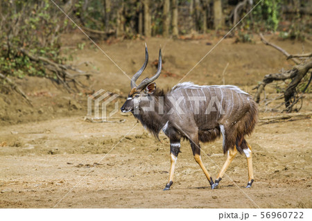 Nyala in Kruger National park, South Africa 56960722