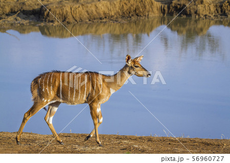Nyala in Kruger National park, South Africa 56960727