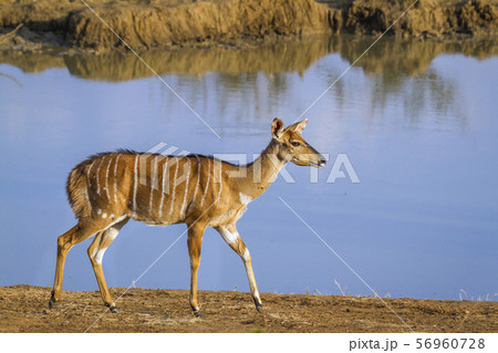 Nyala in Kruger National park, South Africa 56960728